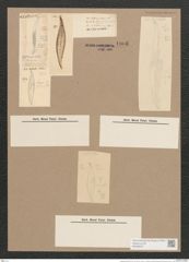 Pleurosigma littorale W.Sm. (de-Toni-Nr.: Genus 13, Species 1058) Zeichnungen Sammlung Grunow Nr. 1906 (NHMW-BOT-W0369027)